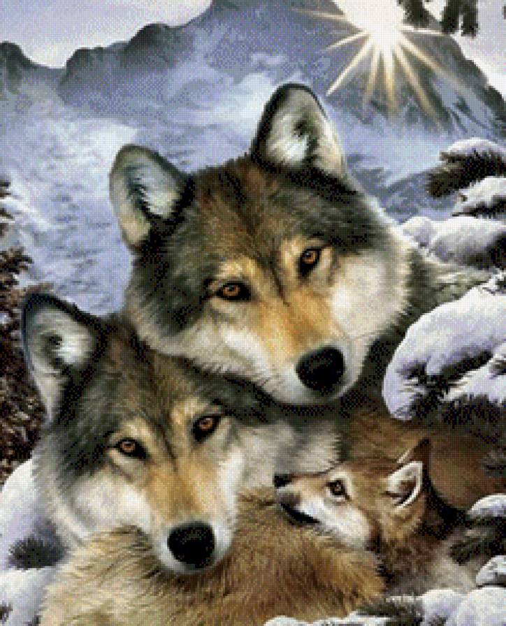 Волки - животные, зима, волки - предпросмотр