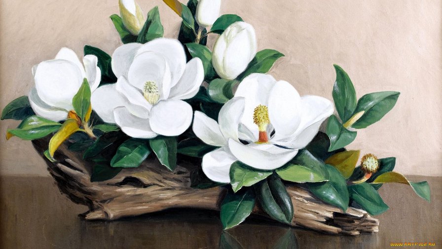 магнолия - магнолия, цветы - оригинал