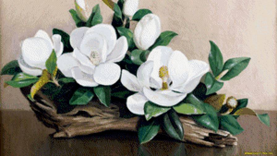 магнолия - цветы, магнолия - предпросмотр