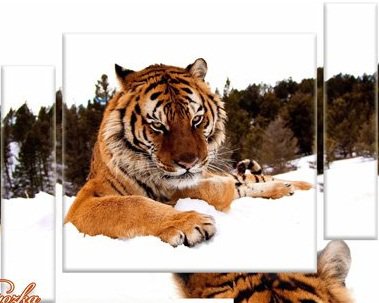 тигр - тигр, триптих, животные - оригинал