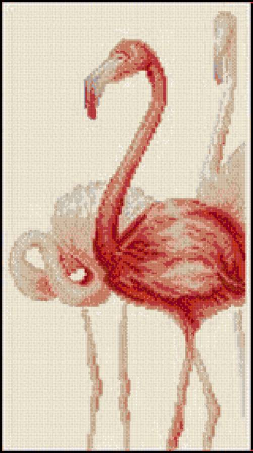 фламинго - птицы - предпросмотр