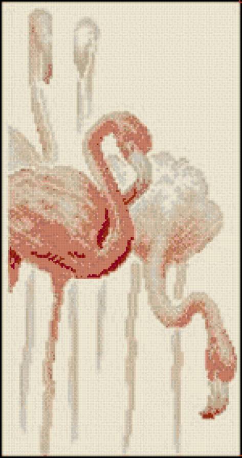 Фламинго - птицы - предпросмотр