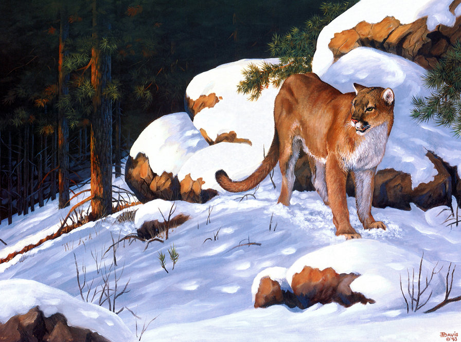 Серия "Большие кошки" - пумы, горы, животные, кошки, пейзаж, зима - оригинал
