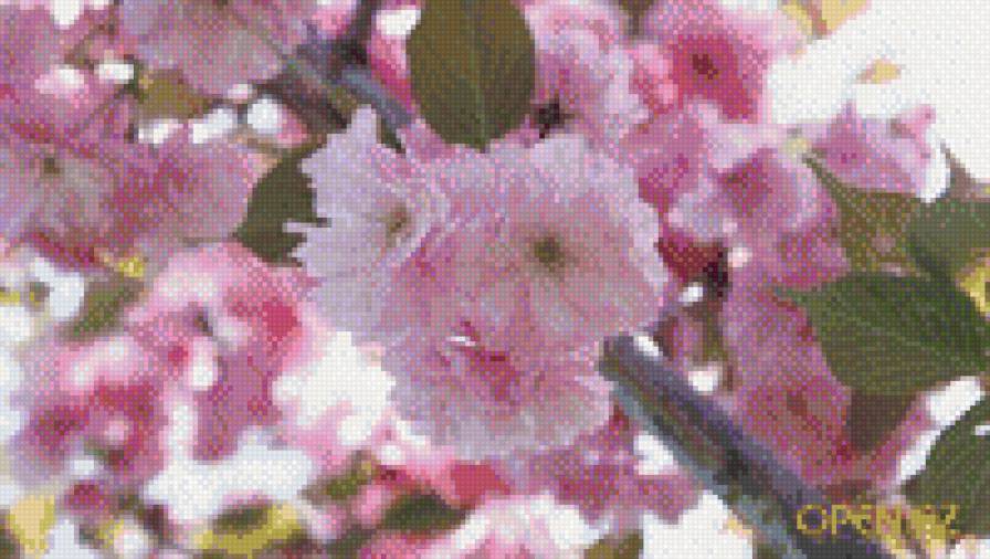 №504955 - предпросмотр