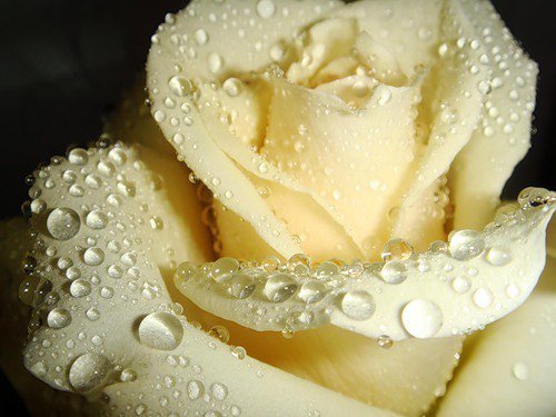 царица цветов - растения, роза, цветы - оригинал