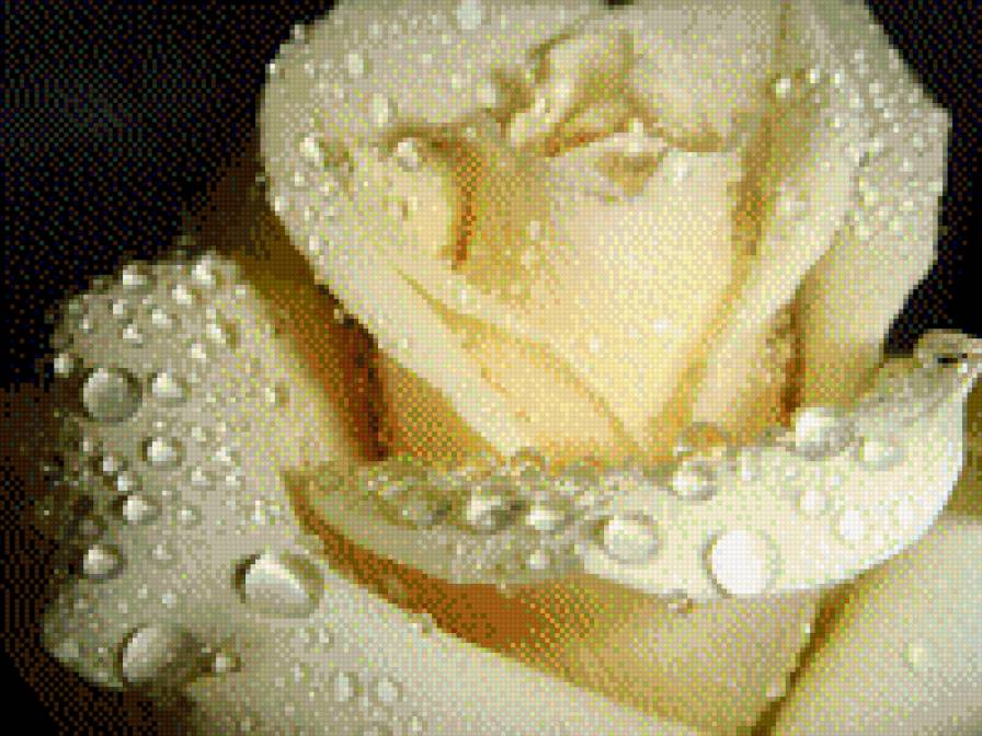 царица цветов - растения, роза, цветы - предпросмотр