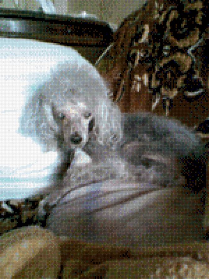 Грейси - собаки, животные - предпросмотр