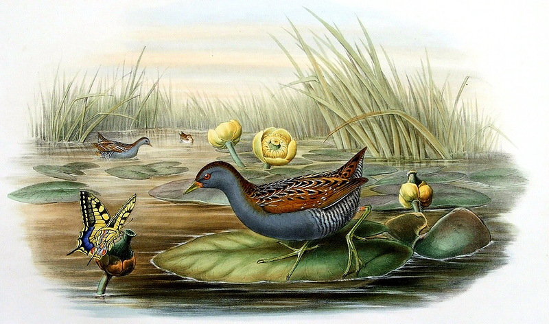 Уточка - оригинал