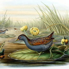 Схема вышивки «Уточка»