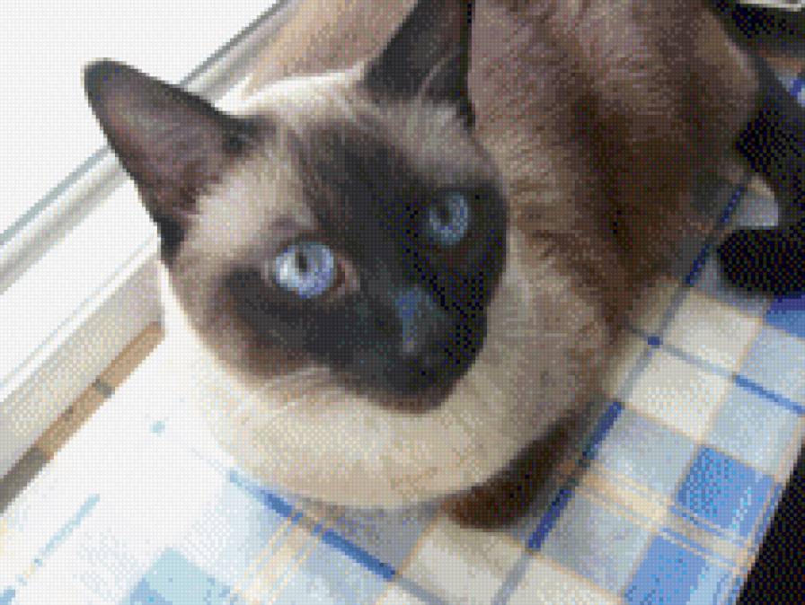 Сима 2011 - кот, животные - предпросмотр