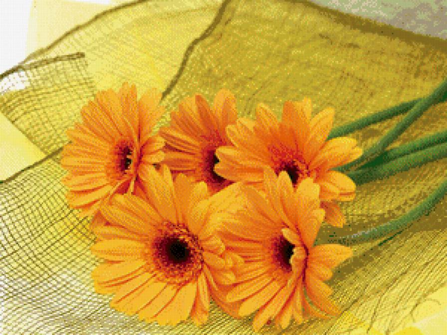 герберы - красота, цветы - предпросмотр