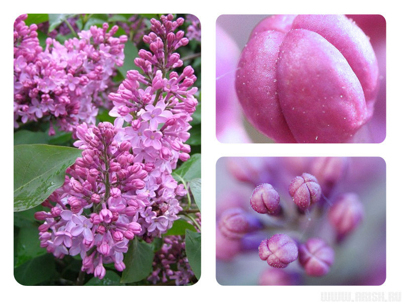 триптих серень - красота, цветок, триптих - оригинал