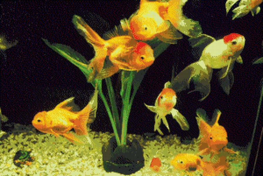 рыбки - животные - предпросмотр