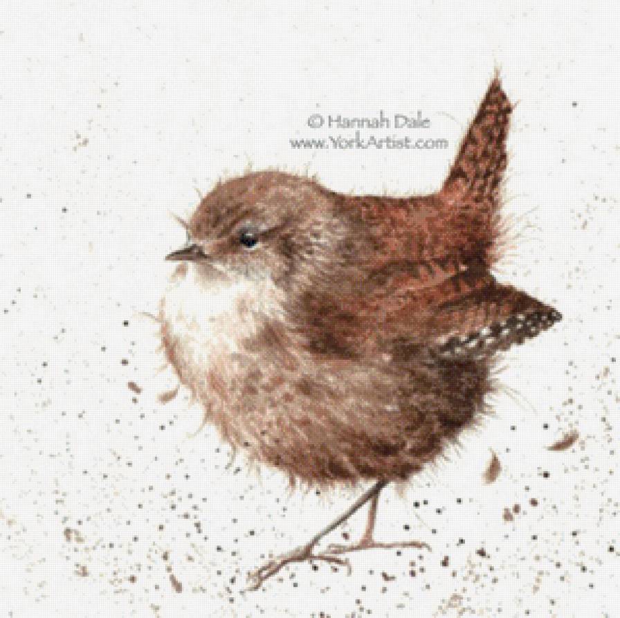 Jenny Wren - предпросмотр