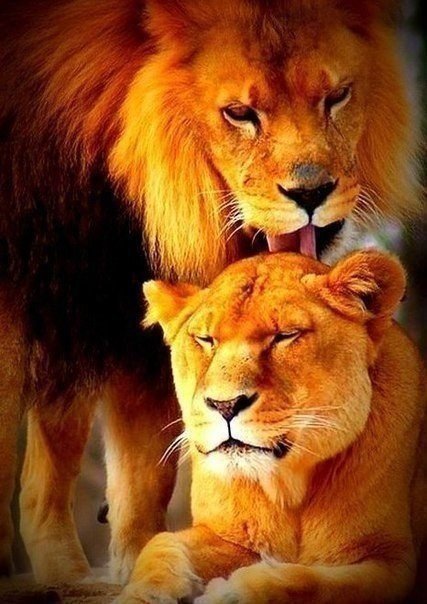 львы - оригинал