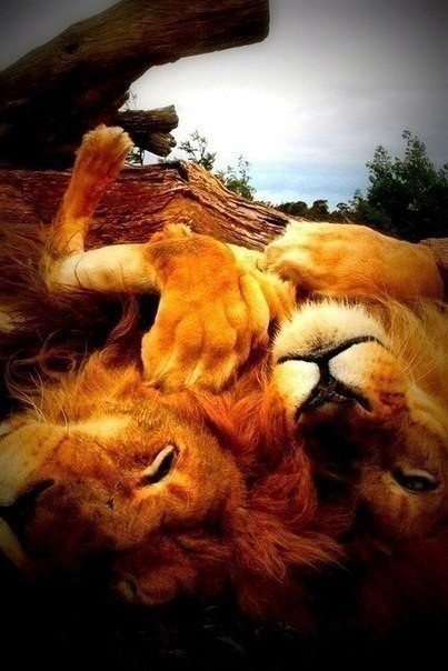 львы - оригинал