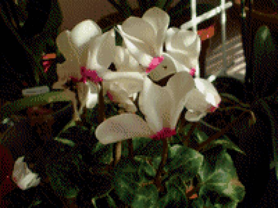 №505458 - предпросмотр