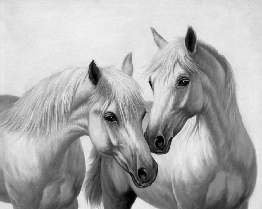 Пара лошадей - домашние животные, животные, пара, лошади, конь - оригинал