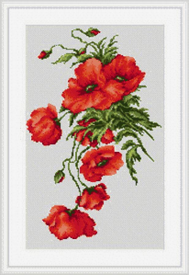 Маки - цветы - предпросмотр