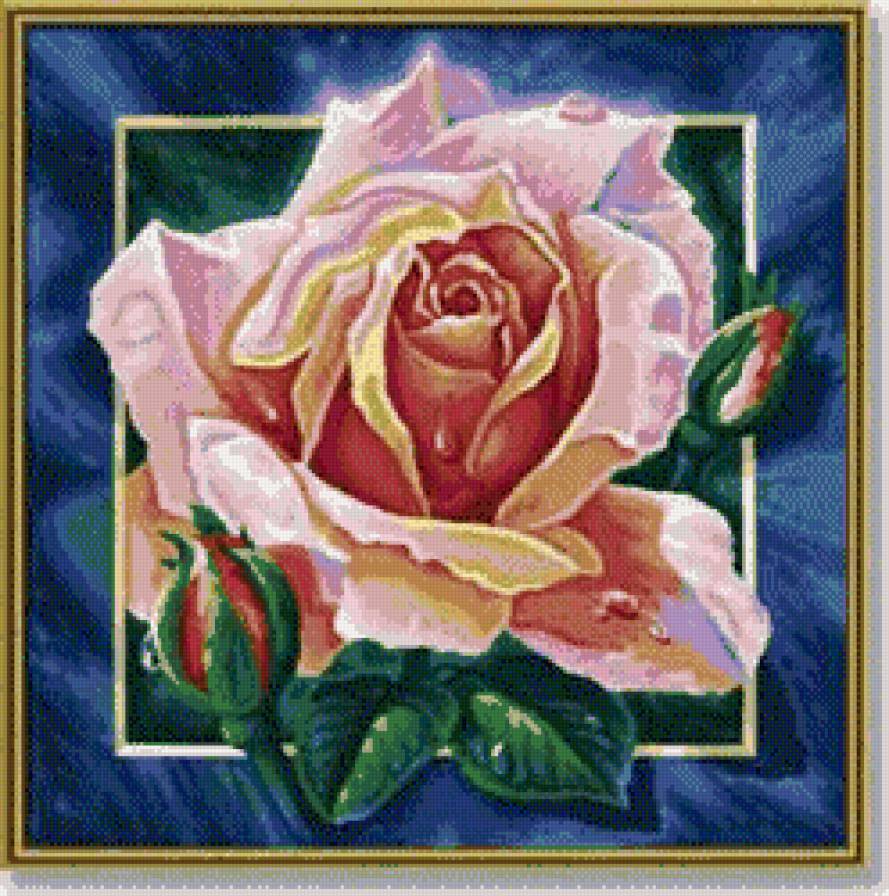 Роза - цветы - предпросмотр