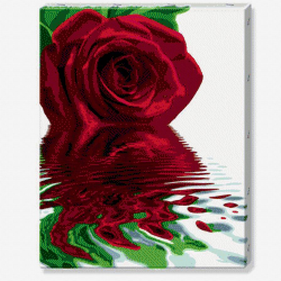 Роза на воде - цветы - предпросмотр