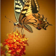 Схема вышивки «Бабочка»