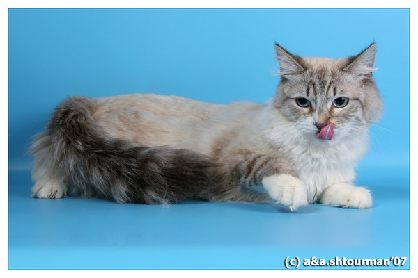 Мускатушка - кошки, вышивка - оригинал