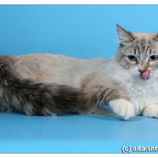 Схема вышивки «Мускатушка»