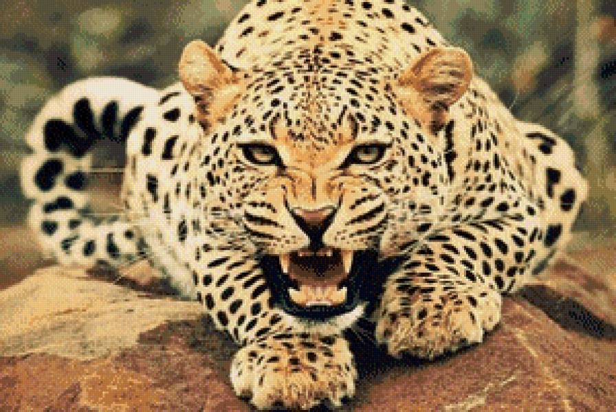 взгляд - животные, природа, тигр - предпросмотр