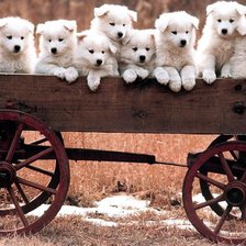 Схема вышивки «собаки»