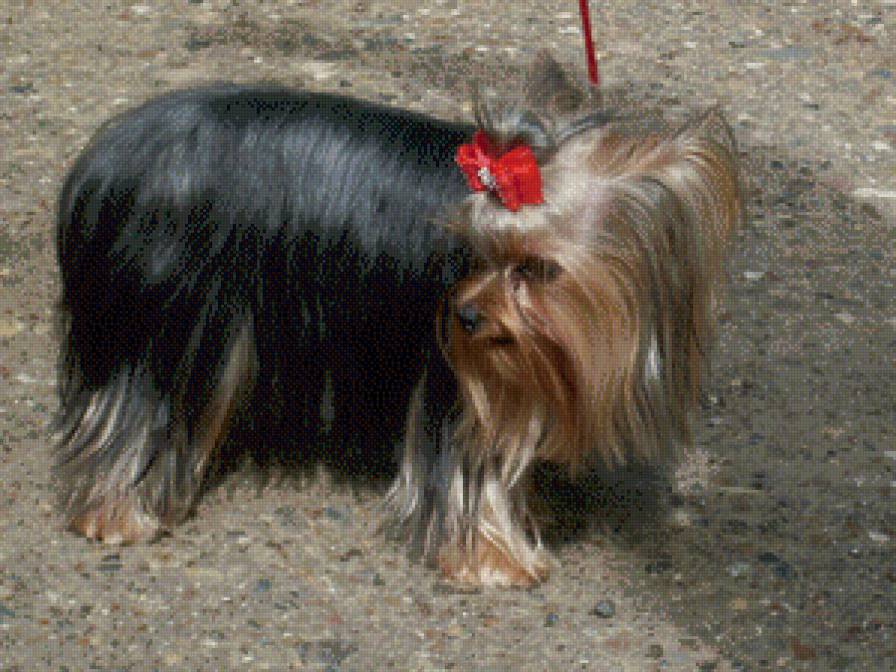 Николетта - николетта - предпросмотр