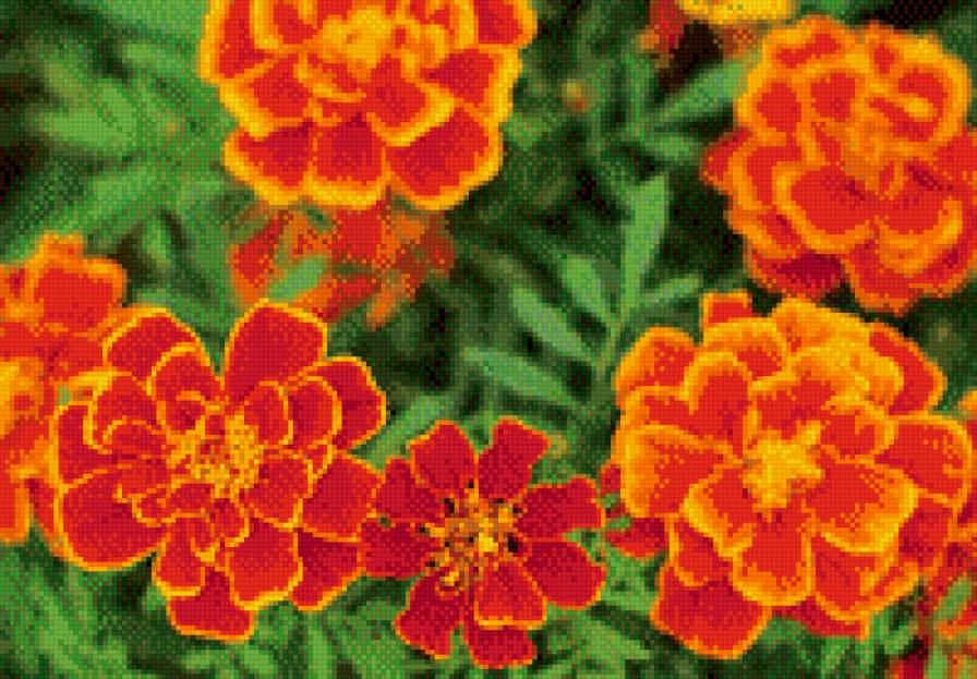 Бархатцы - предпросмотр