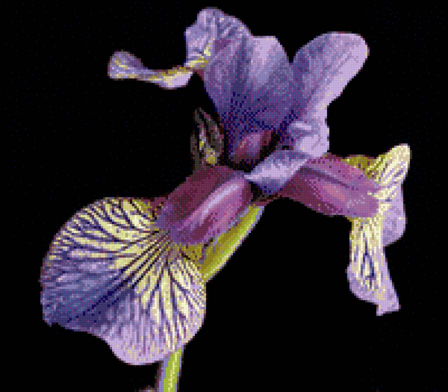 Ирис - предпросмотр