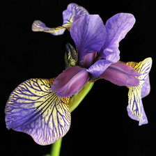 Схема вышивки «Ирис»