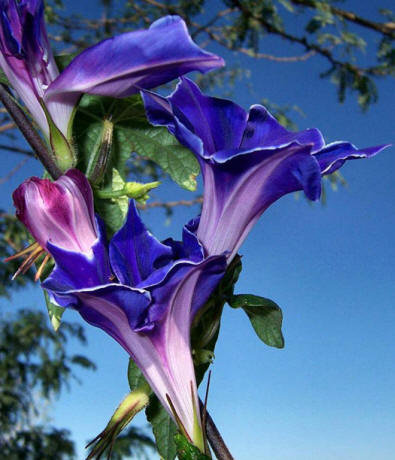 Вьюнок - оригинал