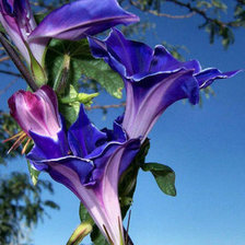 Схема вышивки «Вьюнок»