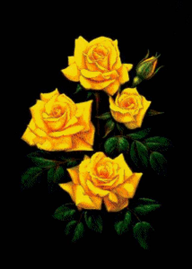 №506420 - цветы, на черном, розы - предпросмотр