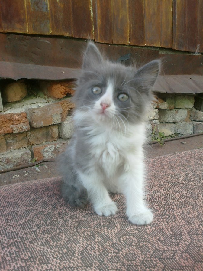 кошечка верба - кошки, животные - оригинал