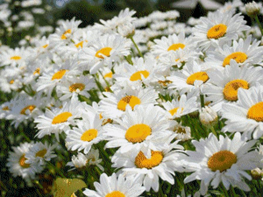 ромашки - цветы.ромашки. - предпросмотр