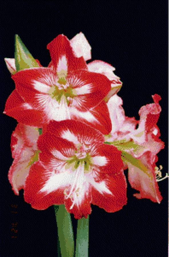 цветы - цветы - предпросмотр