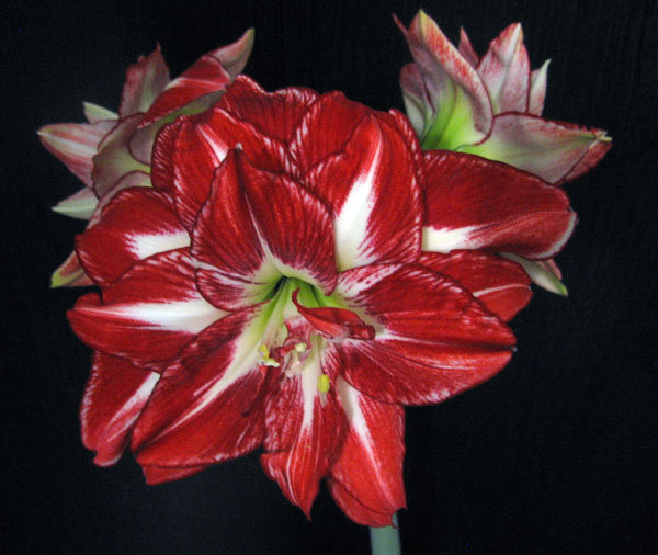 цветы на черном - цветы - оригинал