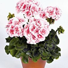 Схема вышивки «№506726»