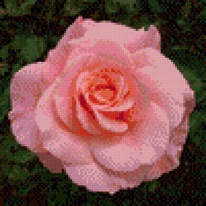 роза 2 - предпросмотр