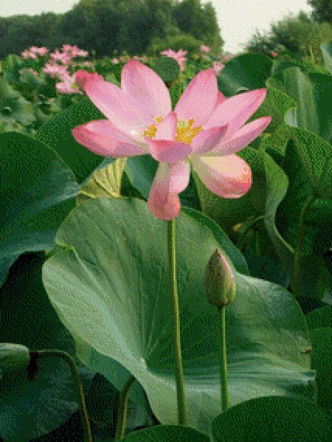 Лотос - цветы, азия, пейзаж, восток - предпросмотр