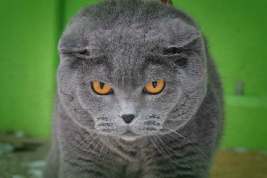 Кот - кот - оригинал