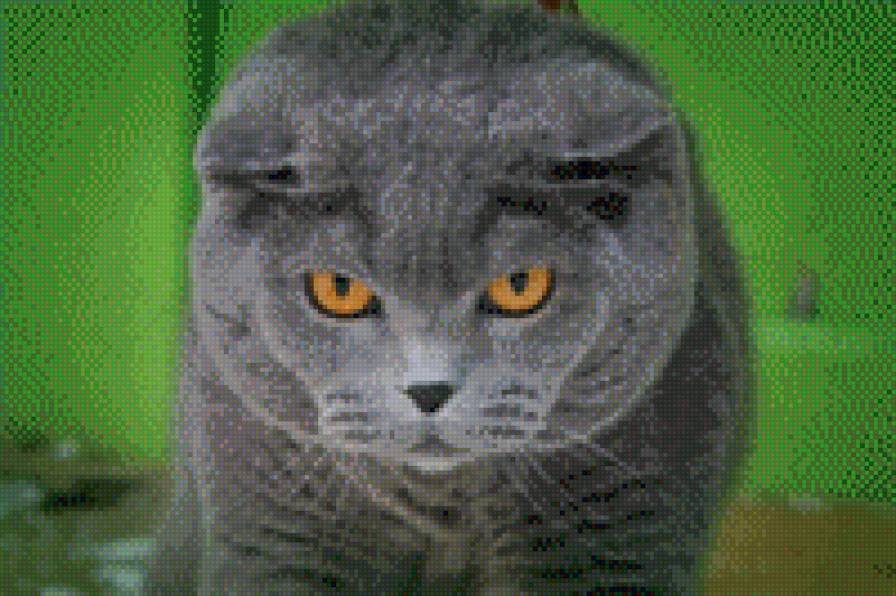 Кот - кот - предпросмотр