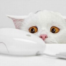 Схема вышивки «киска»