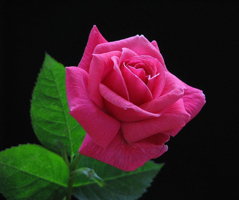 Розовая роза - роза, цветок - оригинал