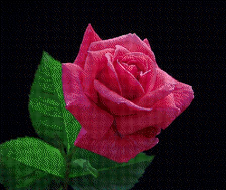 Розовая роза - роза, цветок - предпросмотр