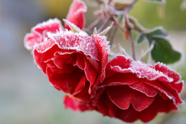Розы - снег, цветы, розы - оригинал